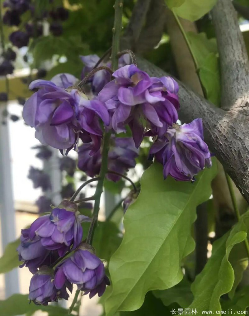 八重黑龍紫藤 八重黑龍紫藤