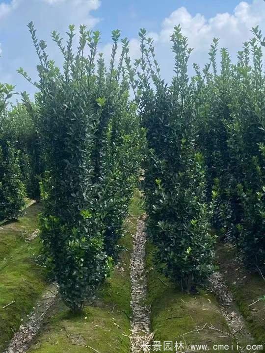 大葉黃楊柱 大葉黃楊柱