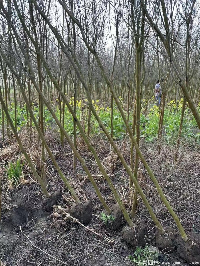 紫葉丹紅紫薇苗 紫葉丹紅紫薇苗