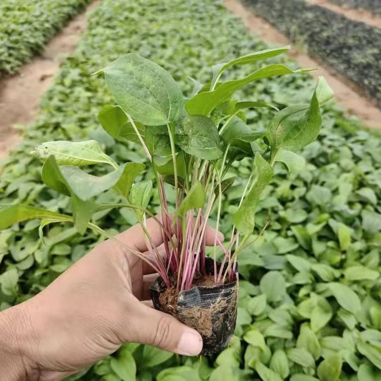 紫錐菊 來自長景園林 紫錐菊 來自長景園林