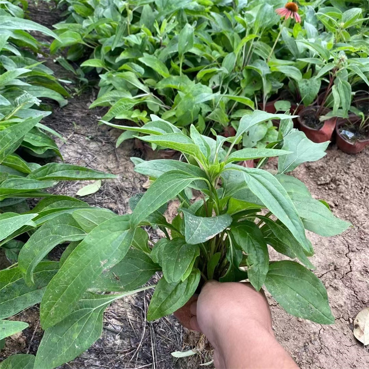 紫錐菊 來自長景園林 紫錐菊 來自長景園林