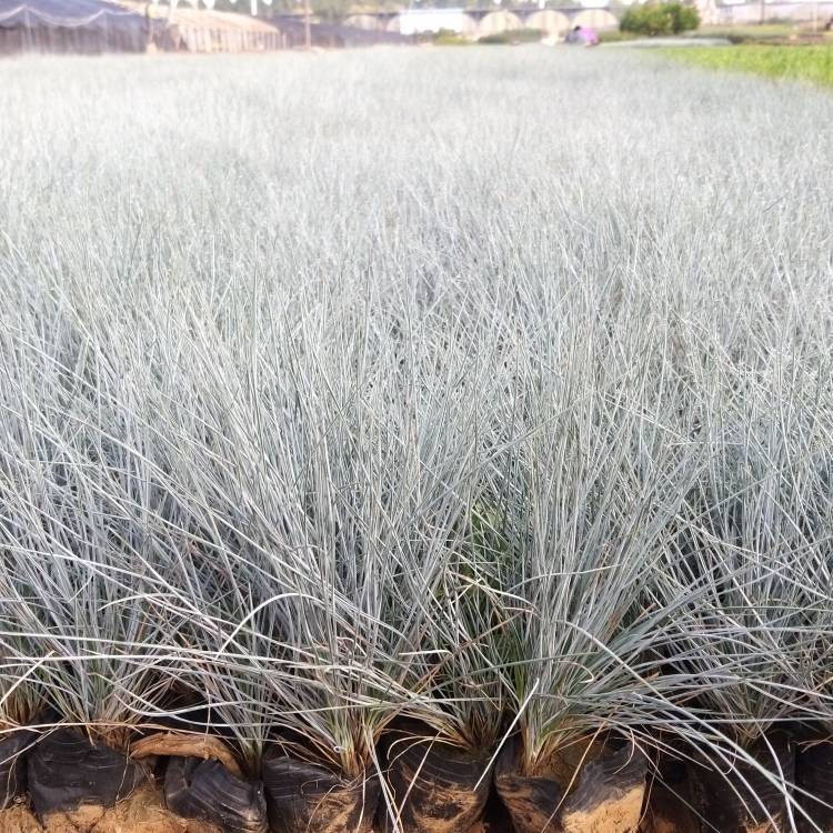 藍羊茅盆苗 藍羊茅盆苗