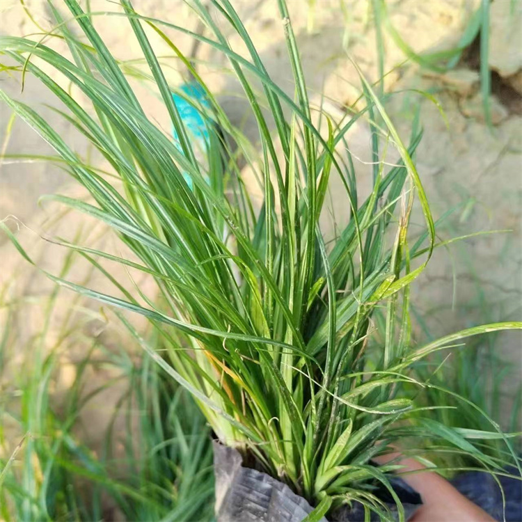 青綠苔草 青綠苔草
