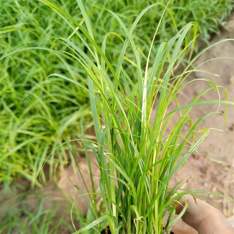 青綠苔草 青綠苔草