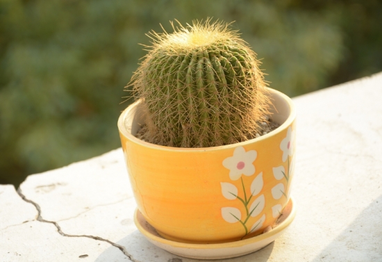 超好養活的仙人球