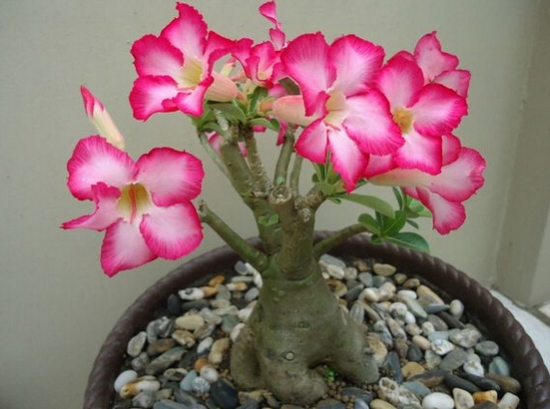 超好養活的沙漠玫瑰