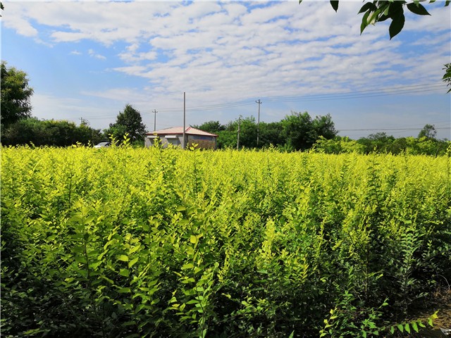 金葉榆籬種植基地實拍圖片