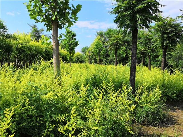 金葉榆籬種植基地實拍圖片