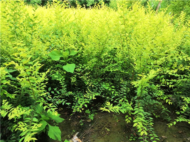 金葉榆籬種植基地實拍圖片