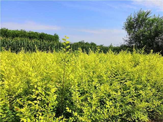 金葉榆籬種植基地實拍圖片
