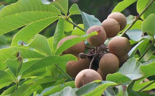 七葉樹果實(shí)