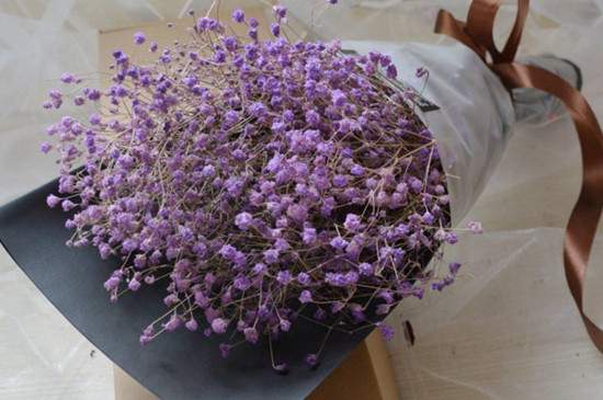 紫色滿天星花語(yǔ)和寓意