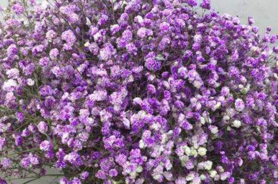 紫色滿天星花語(yǔ)和寓意