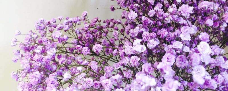 紫色滿天星花語(yǔ)和寓意