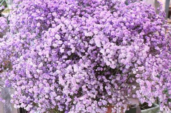 紫色滿天星花語(yǔ)和寓意