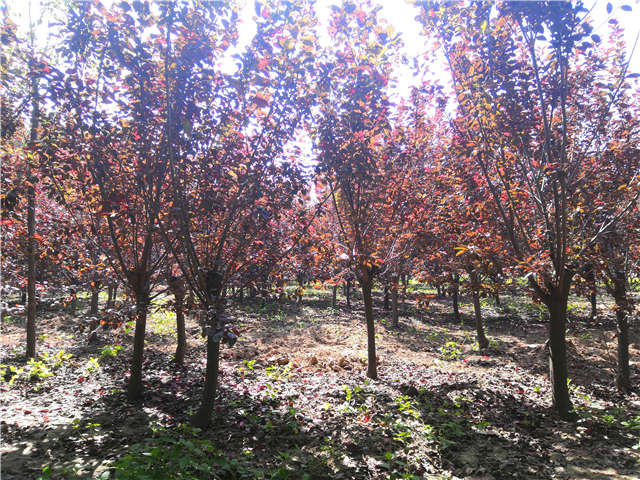 沭陽(yáng)長(zhǎng)景園林太陽(yáng)李種植基地實(shí)拍圖片