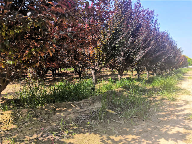 沭陽(yáng)長(zhǎng)景園林太陽(yáng)李種植基地實(shí)拍圖片