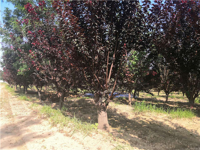 沭陽(yáng)長(zhǎng)景園林太陽(yáng)李種植基地實(shí)拍圖片