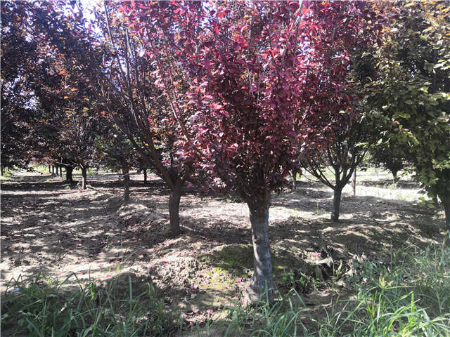 沭陽(yáng)長(zhǎng)景園林太陽(yáng)李種植基地實(shí)拍圖片