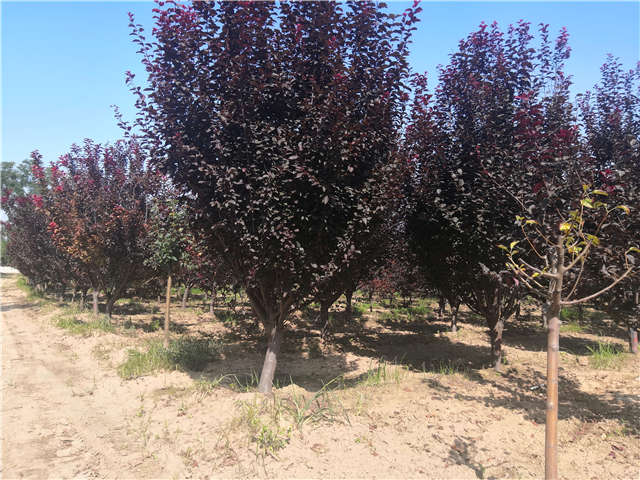 沭陽(yáng)長(zhǎng)景園林太陽(yáng)李種植基地實(shí)拍圖片