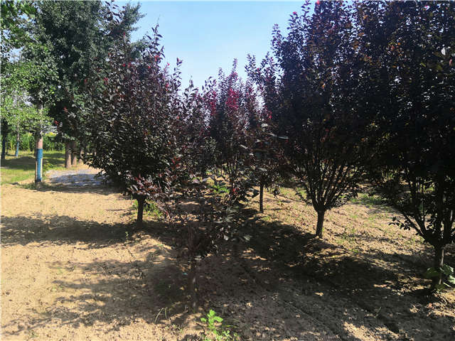 沭陽(yáng)長(zhǎng)景園林太陽(yáng)李種植基地實(shí)拍圖片