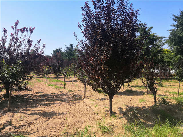 沭陽(yáng)長(zhǎng)景園林太陽(yáng)李種植基地實(shí)拍圖片