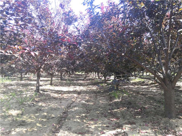 沭陽(yáng)長(zhǎng)景園林太陽(yáng)李種植基地實(shí)拍圖片