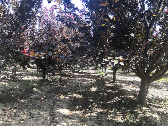 沭陽(yáng)長(zhǎng)景園林太陽(yáng)李種植基地實(shí)拍圖片