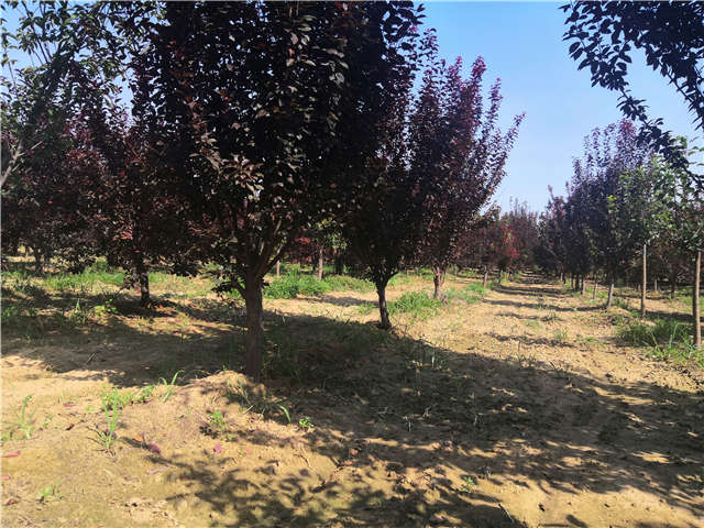 沭陽(yáng)長(zhǎng)景園林太陽(yáng)李種植基地實(shí)拍圖片