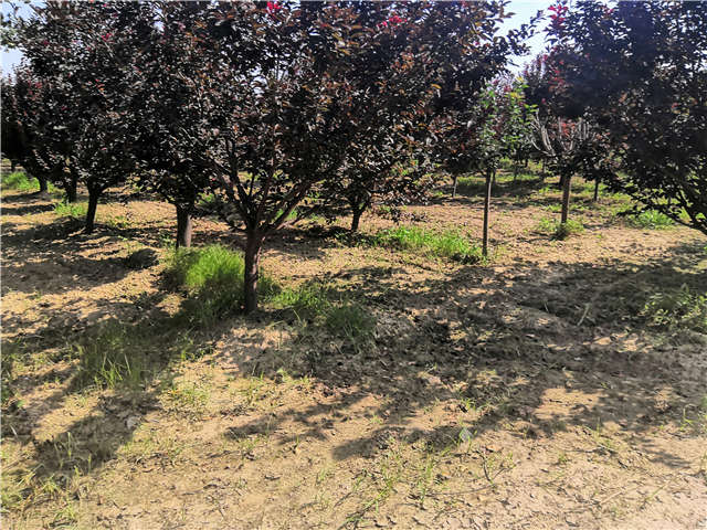 沭陽(yáng)長(zhǎng)景園林太陽(yáng)李種植基地實(shí)拍圖片