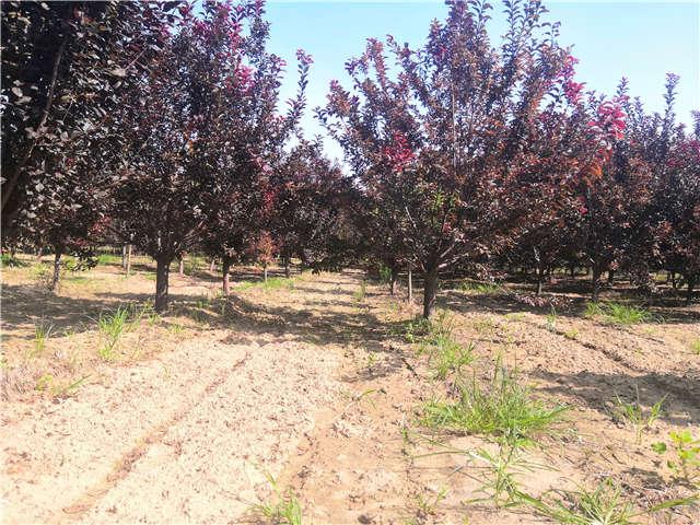 沭陽(yáng)長(zhǎng)景園林太陽(yáng)李種植基地實(shí)拍圖片