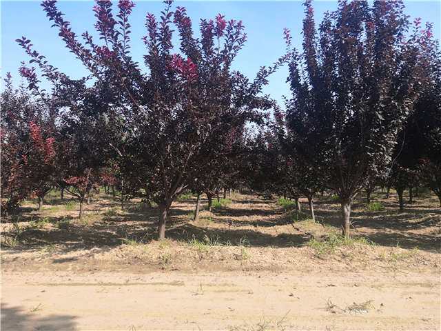 沭陽(yáng)長(zhǎng)景園林太陽(yáng)李種植基地實(shí)拍圖片