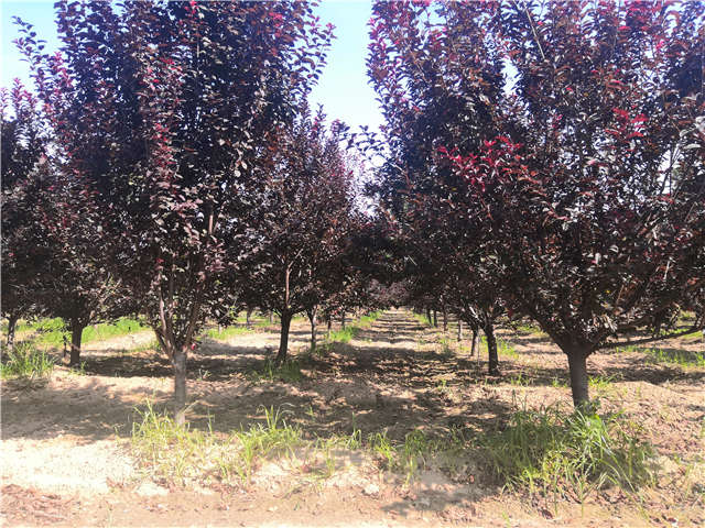 沭陽(yáng)長(zhǎng)景園林太陽(yáng)李種植基地實(shí)拍圖片