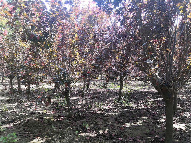 沭陽(yáng)長(zhǎng)景園林太陽(yáng)李種植基地實(shí)拍圖片