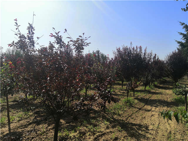 沭陽(yáng)長(zhǎng)景園林太陽(yáng)李種植基地實(shí)拍圖片