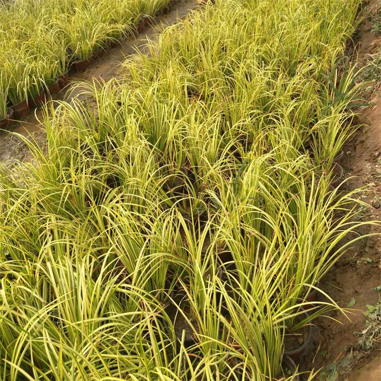 金葉石菖蒲 金葉石菖蒲