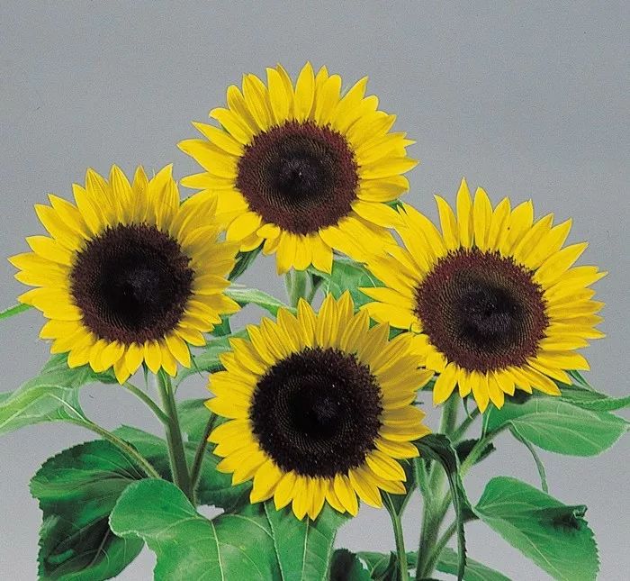 富陽特系列向日葵 富陽特系列向日葵