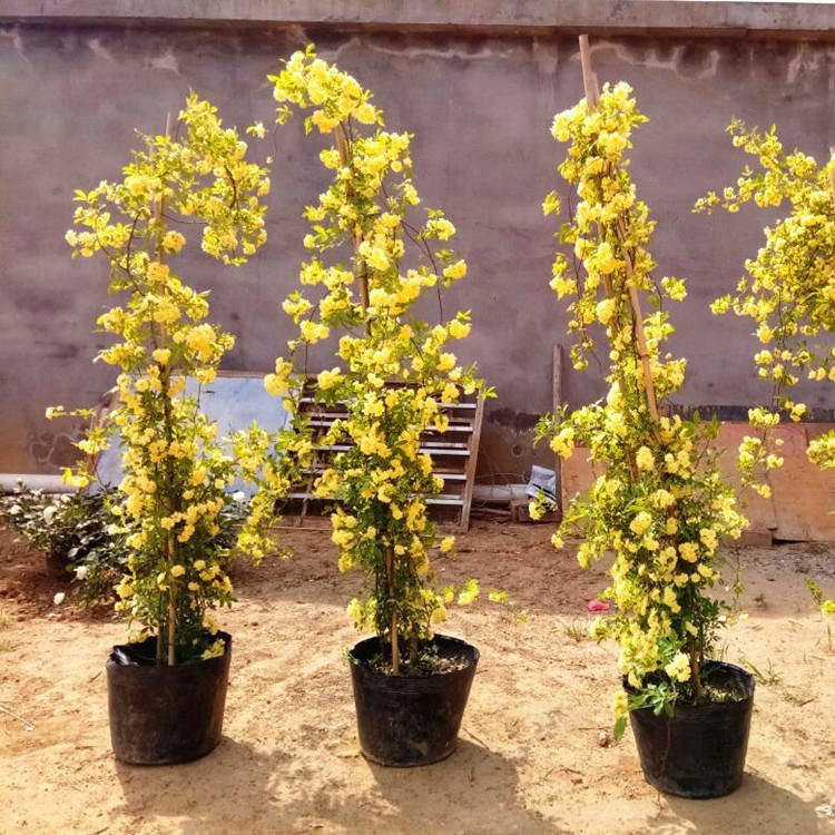 黃色木香 黃色木香